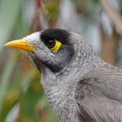 Manorina melanocephala (Noisy Miner) at Red Hill Nature Reserve - 25 Oct 2017 by roymcd