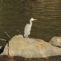 Egretta novaehollandiae (White-faced Heron) at Tennent, ACT - 10 Oct 2017 by MichaelBedingfield