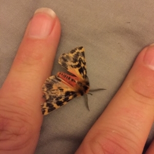 Ardices curvata at Michelago, NSW - 3 Nov 2016 01:03 AM