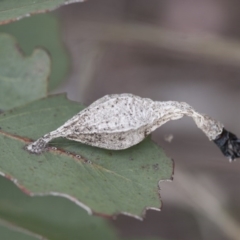 Hyalarcta nigrescens (Ribbed Case Moth) at Michelago, NSW - 28 Nov 2011 by Illilanga