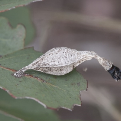 Hyalarcta nigrescens (Ribbed Case Moth) at Illilanga & Baroona - 28 Nov 2011 by Illilanga