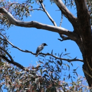 Coracina novaehollandiae at Canberra Central, ACT - 23 Oct 2017 12:22 PM