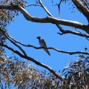 Coracina novaehollandiae at Canberra Central, ACT - 23 Oct 2017 12:22 PM