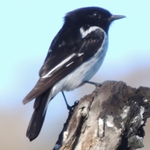 Melanodryas cucullata cucullata at Tharwa, ACT - suppressed