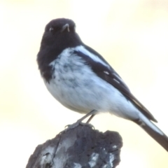 Melanodryas cucullata cucullata at Tharwa, ACT - suppressed