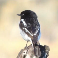 Melanodryas cucullata cucullata at Tharwa, ACT - suppressed