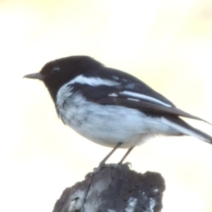 Melanodryas cucullata cucullata at Tharwa, ACT - suppressed