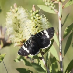 Phalaenoides glycinae (Grapevine Moth) at Michelago, NSW - 5 Nov 2011 by Illilanga