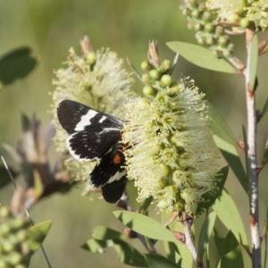 Phalaenoides glycinae at Michelago, NSW - 6 Nov 2011 09:10 AM