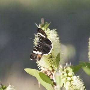 Phalaenoides glycinae at Michelago, NSW - 6 Nov 2011 09:10 AM