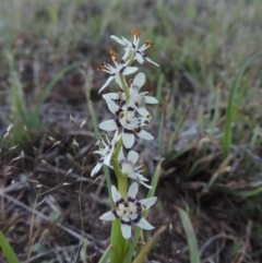 Wurmbea dioica subsp. dioica (Early Nancy) at Tennent, ACT - 10 Oct 2017 by MichaelBedingfield