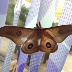 Opodiphthera eucalypti (Emperor Gum Moth) at Michelago, NSW - 23 Dec 2012 by Illilanga