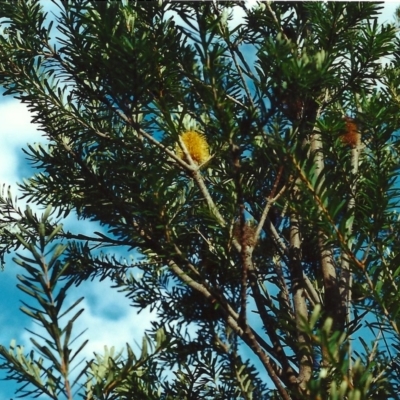 Banksia marginata (Silver Banksia) at Tuggeranong Hill - 14 Jun 2000 by michaelb