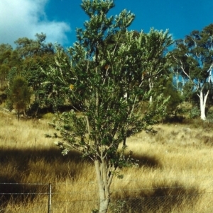 Banksia marginata at Conder, ACT - 15 Jun 2000