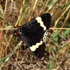 Eutrichopidia latinus (Yellow-banded Day-moth) at Michelago, NSW - 24 Nov 2013 by Illilanga