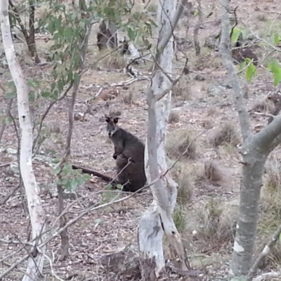 Wallabia bicolor (Swamp Wallaby) at Campbell, ACT - 26 Oct 2017 by SilkeSma