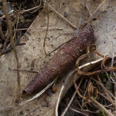 Conoeca or Lepidoscia (genera) IMMATURE (Unidentified Cone Case Moth larva, pupa, or case) at Flynn, ACT - 11 Sep 2011 by Christine