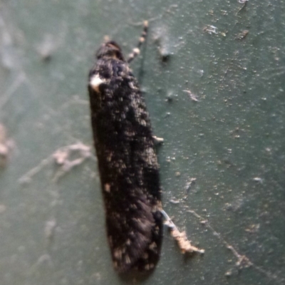 Barea codrella (A concealer moth) at Belconnen, ACT - 8 Oct 2011 by Christine