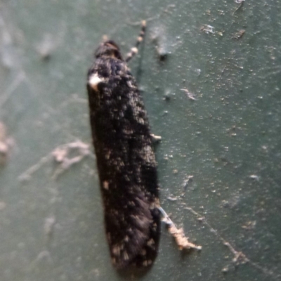 Barea codrella (A concealer moth) at Belconnen, ACT - 9 Oct 2011 by Christine