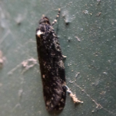 Barea codrella (A concealer moth) at Lake Ginninderra - 8 Oct 2011 by Christine