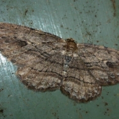 Ectropis excursaria (Common Bark Moth) at Lake Ginninderra - 9 Oct 2011 by Christine