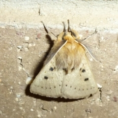 Anthela ocellata (Eyespot Anthelid moth) at Lake Ginninderra - 9 Oct 2011 by Christine