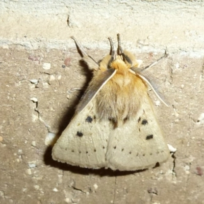 Anthela ocellata (Eyespot Anthelid moth) at Lake Ginninderra - 8 Oct 2011 by Christine