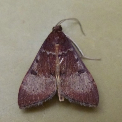 Uresiphita ornithopteralis (Tree Lucerne Moth) at Lake Ginninderra - 25 Sep 2011 by Christine