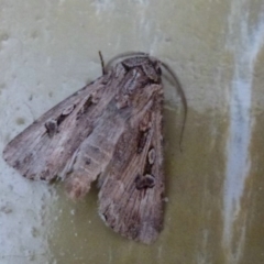 Agrotis munda (Brown Cutworm) at Belconnen, ACT - 25 Sep 2011 by Christine