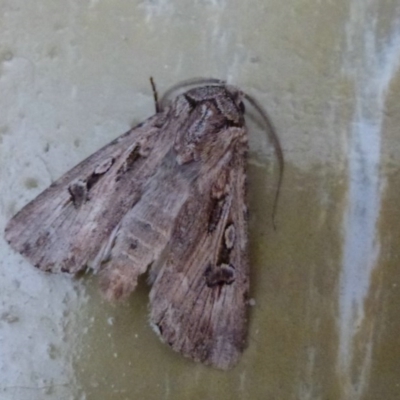 Agrotis munda (Brown Cutworm) at Belconnen, ACT - 24 Sep 2011 by Christine
