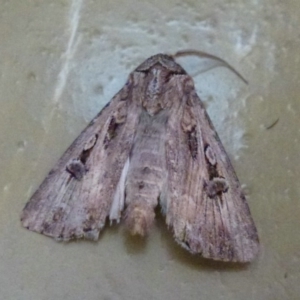 Agrotis munda at Belconnen, ACT - 25 Sep 2011 12:00 AM