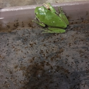 Litoria caerulea at Kambah, ACT - 24 Oct 2017