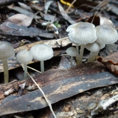 Mycena sp. ‘grey or grey-brown caps’ at Flynn, ACT - 8 Aug 2011 by Christine
