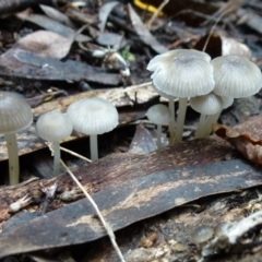 Mycena sp. ‘grey or grey-brown caps’ at Flynn, ACT - 9 Aug 2011 by Christine