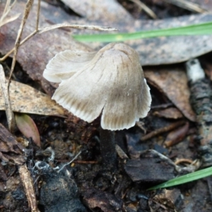 Mycena sp. ‘grey or grey-brown caps’ at Flynn, ACT - 9 Aug 2011