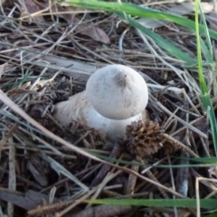 Geastrum sp. (genus) (An earthstar) at Lake Ginninderra - 20 Aug 2011 by Christine