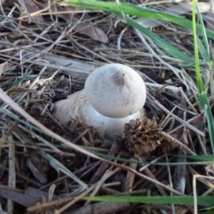 Geastrum sp. at Belconnen, ACT - 20 Aug 2011 12:00 AM