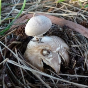 Geastrum sp. at Belconnen, ACT - 20 Aug 2011 12:00 AM