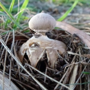 Geastrum sp. at Belconnen, ACT - 20 Aug 2011 12:00 AM