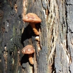 zz agaric (stem; gills white/cream) at Paddys River, ACT - 24 Aug 2011 by Christine