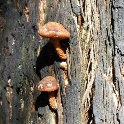 zz agaric (stem; gills white/cream) at Paddys River, ACT - 23 Aug 2011 by Christine