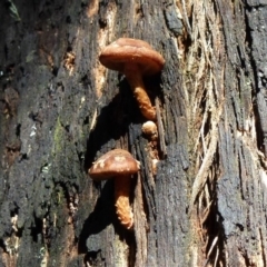 zz agaric (stem; gills white/cream) at Paddys River, ACT - 24 Aug 2011