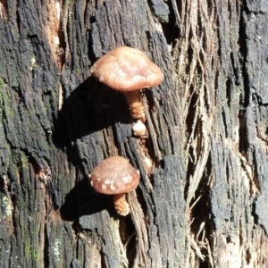 zz agaric (stem; gills white/cream) at Paddys River, ACT - 24 Aug 2011