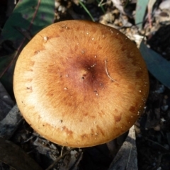 zz agaric (stem; gills not white/cream) at Paddys River, ACT - 23 Aug 2011 by Christine