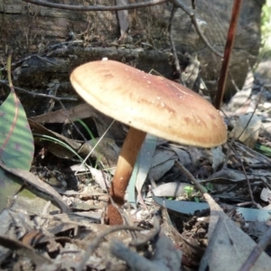 zz agaric (stem; gills not white/cream) at Paddys River, ACT - 24 Aug 2011