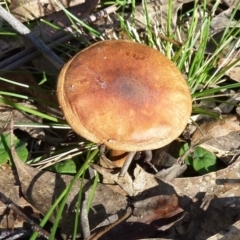 zz agaric (stem; gills not white/cream) at Paddys River, ACT - 24 Aug 2011
