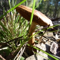 zz agaric (stem; gills not white/cream) at Paddys River, ACT - 24 Aug 2011