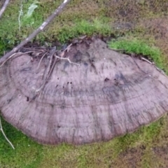 Unverified at Tidbinbilla Nature Reserve - 24 Aug 2011 by Christine