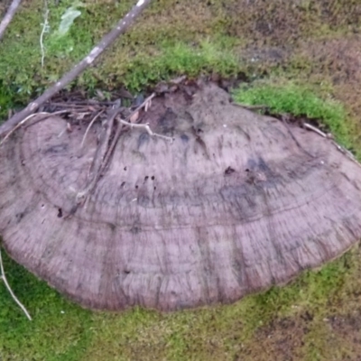 Unverified at Tidbinbilla Nature Reserve - 24 Aug 2011 by Christine