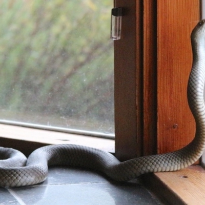 Pseudonaja textilis (Eastern Brown Snake) at QPRC LGA - 2 Mar 2017 by Varanus